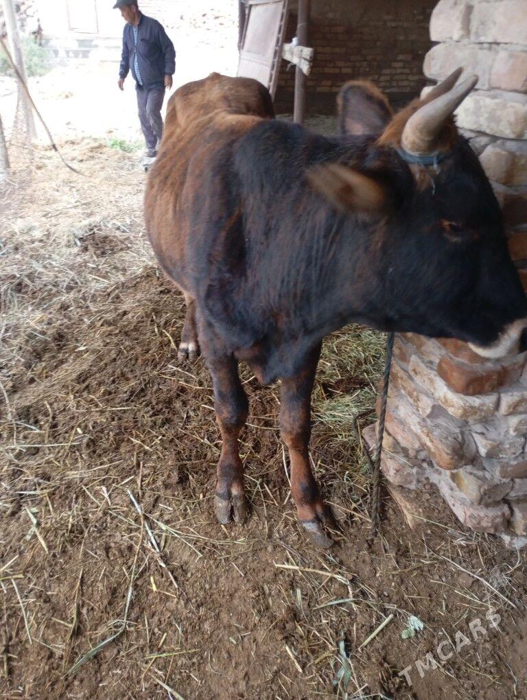 okuz - Байрамали - img 2