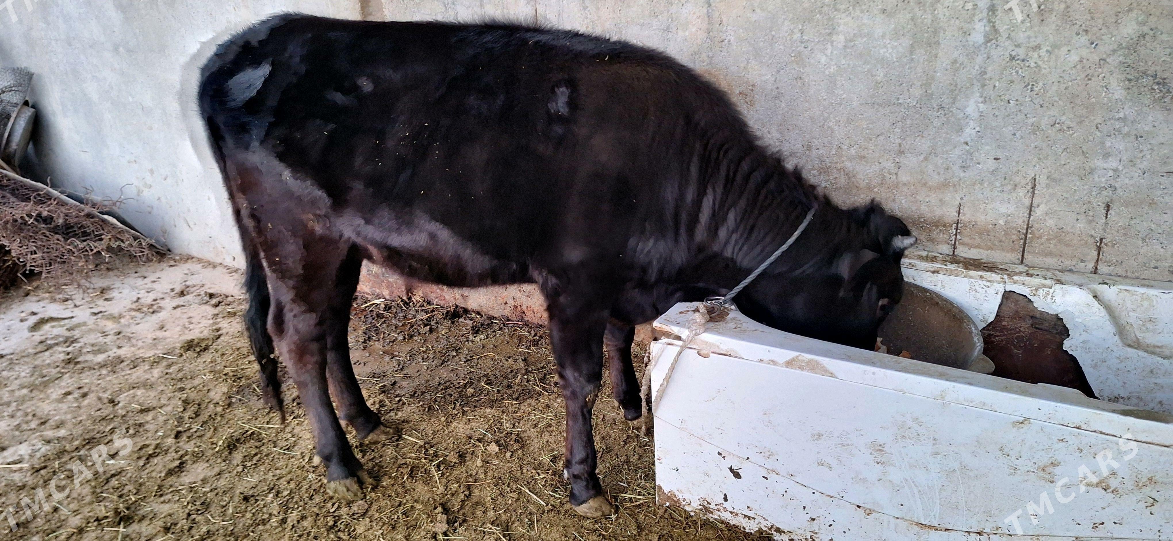 Tuwe - Ýaşlyk - img 3