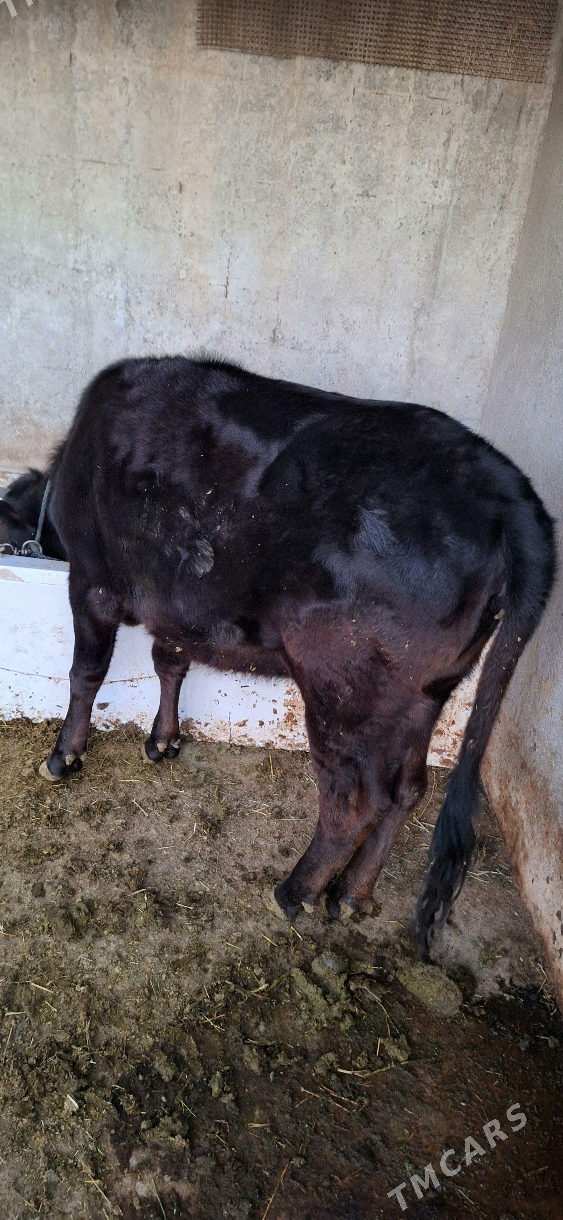 Tuwe - Ýaşlyk - img 4