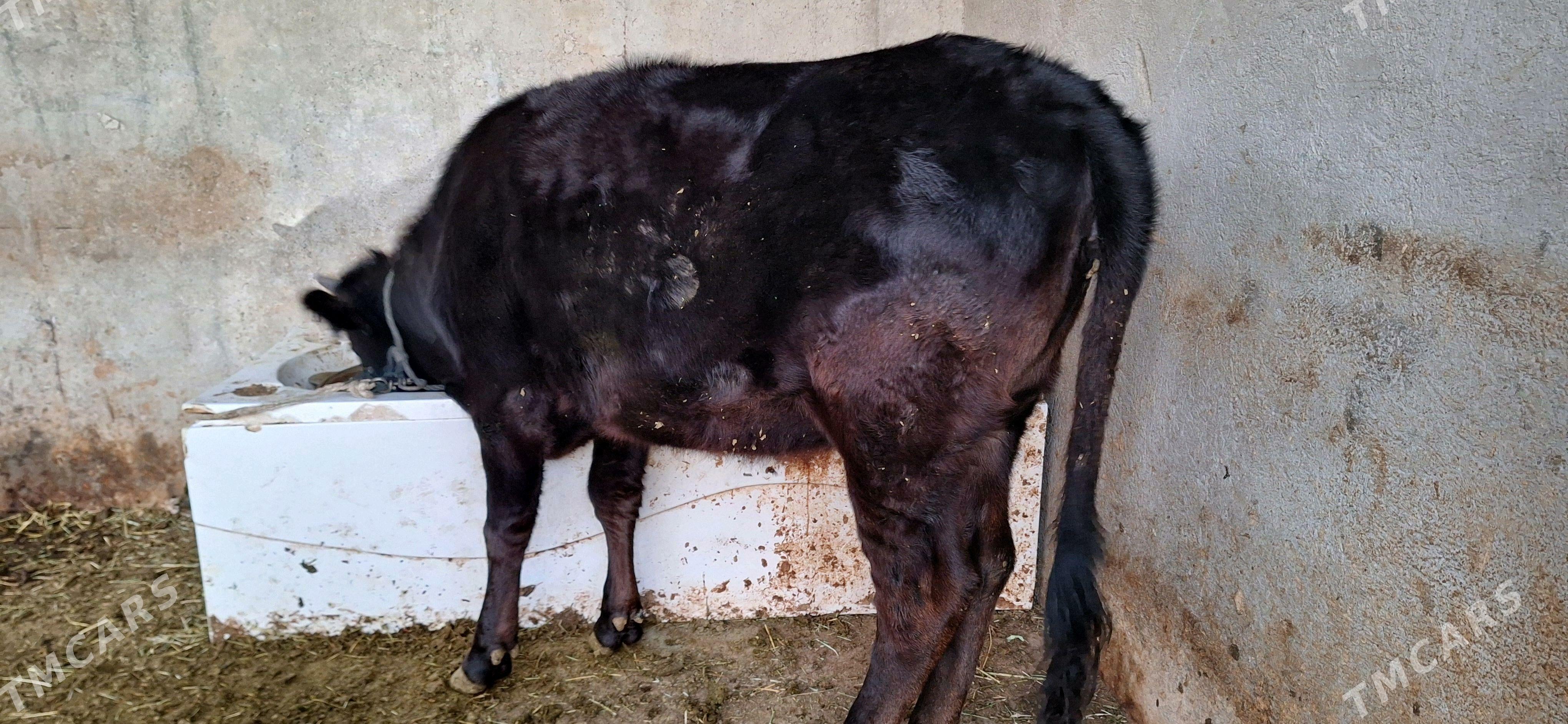 Tuwe - Ýaşlyk - img 5