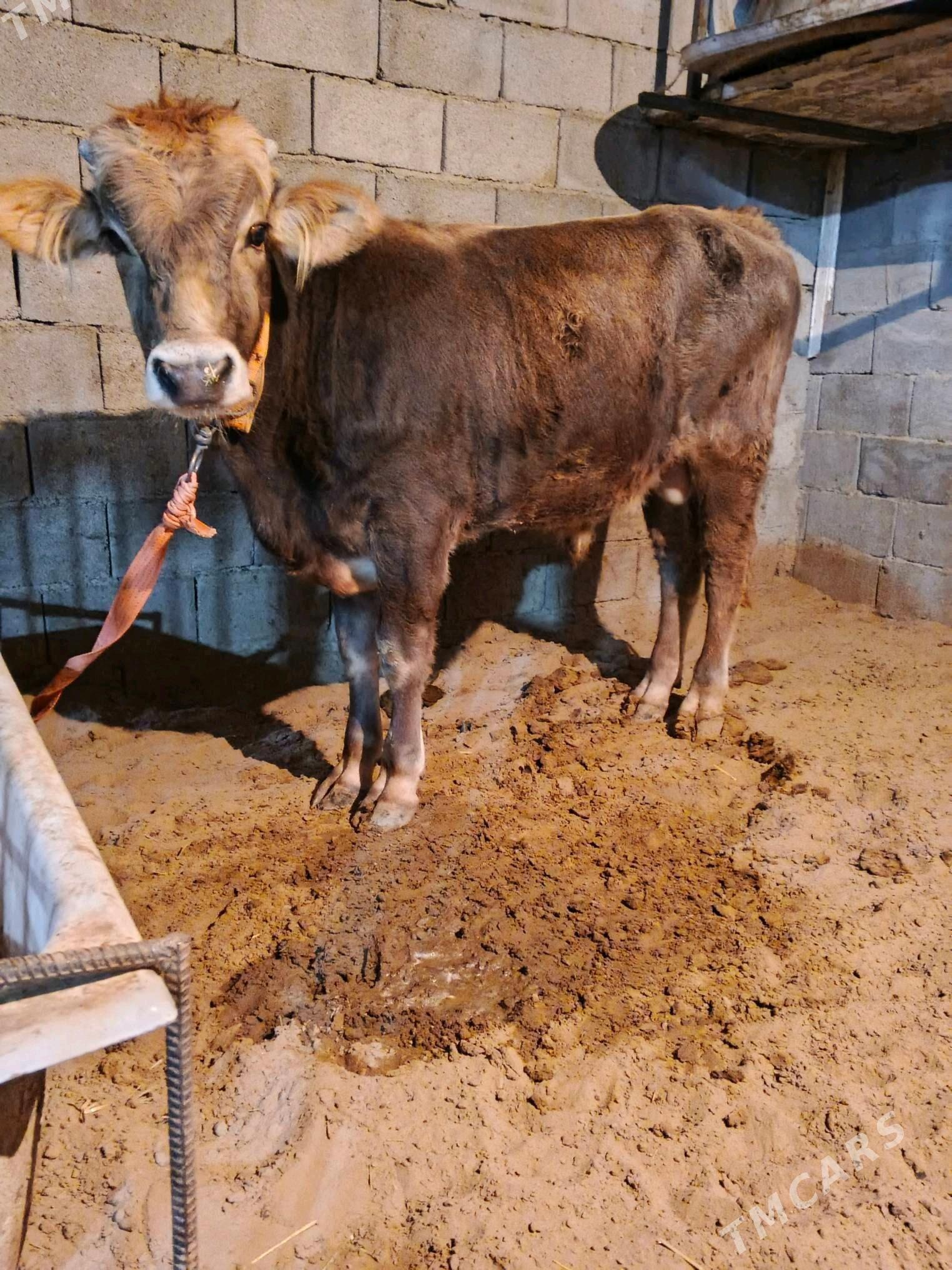 okuz - Бузмеин - img 2