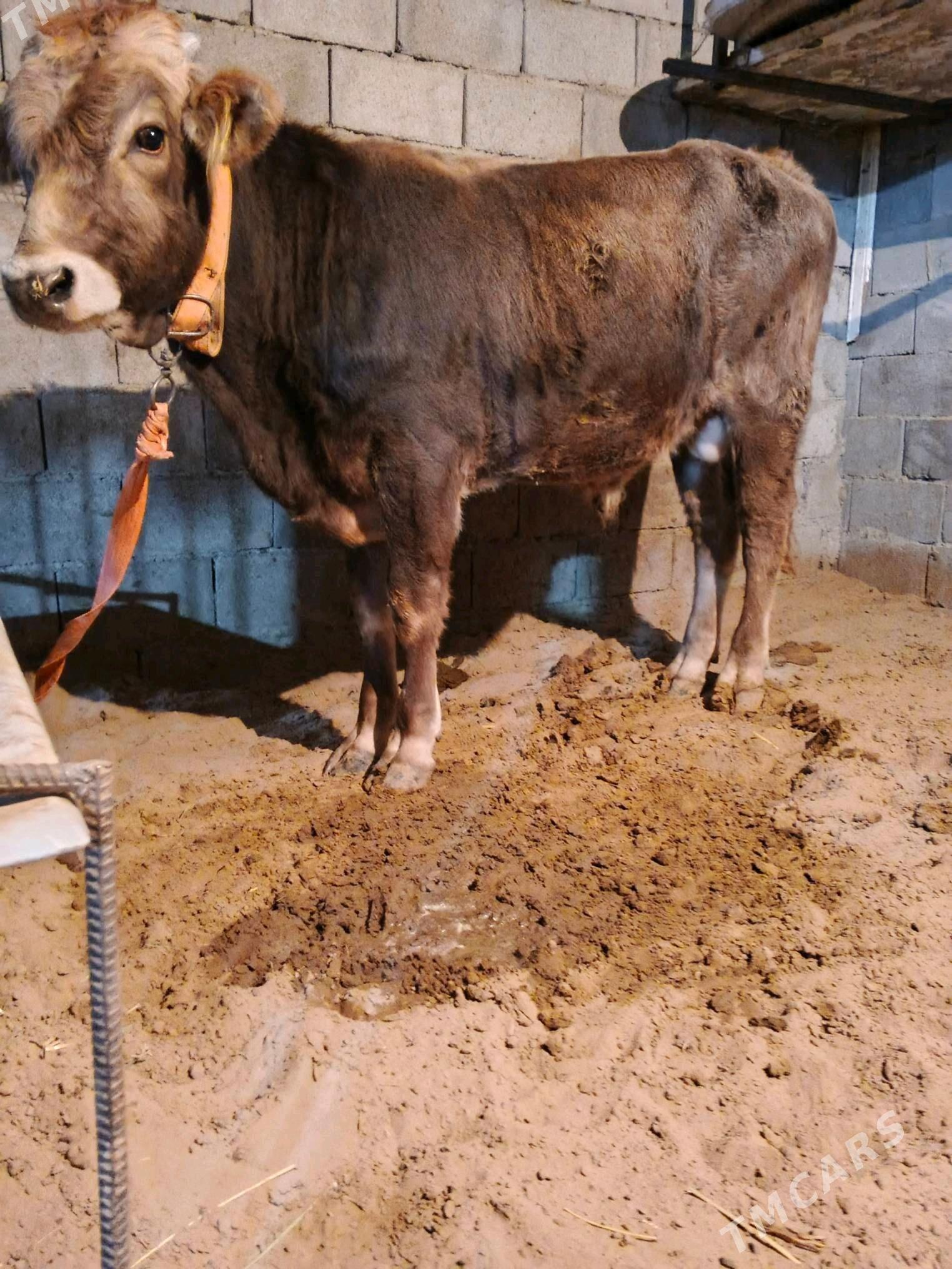 okuz - Бузмеин - img 1