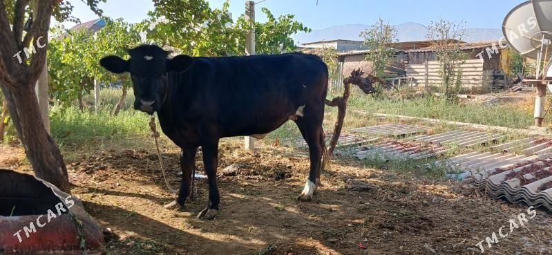 tüwe - Гёкдепе - img 1