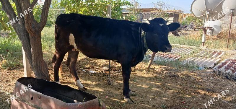 tüwe - Гёкдепе - img 2