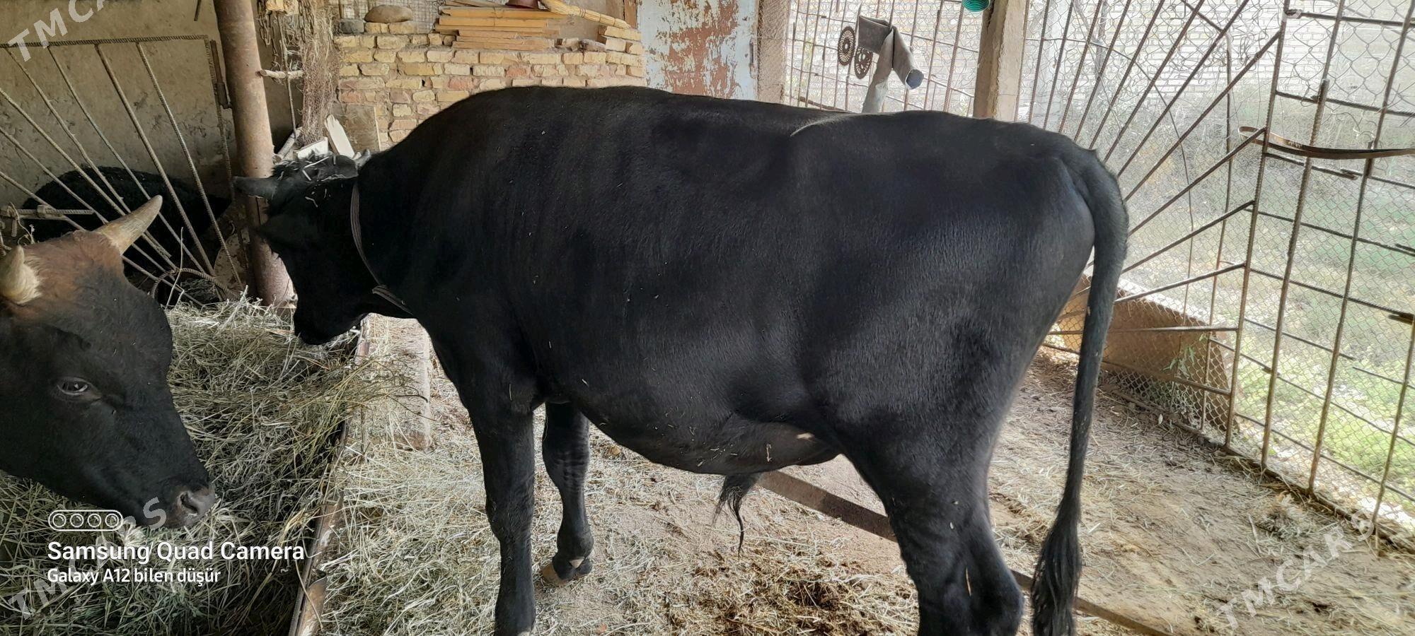 òkùzòkùz - Мургап - img 2