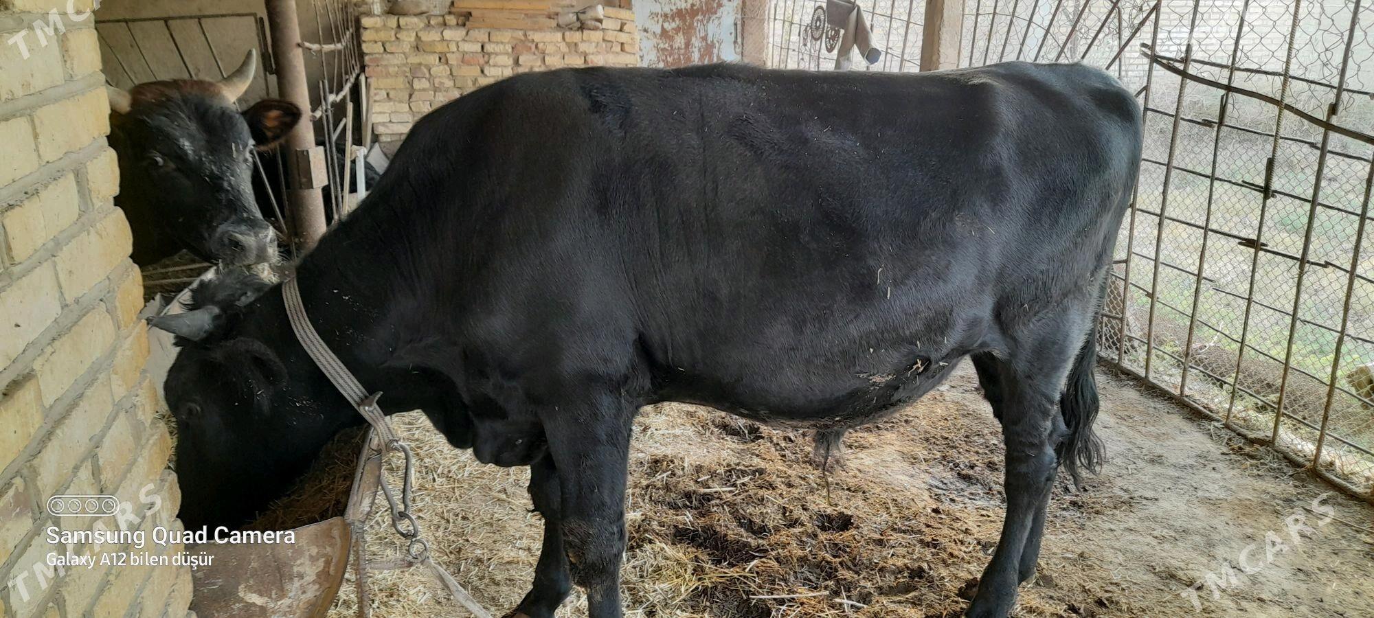 òkùzòkùz - Мургап - img 1