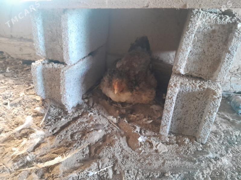 kurk towyk - Мары - img 3