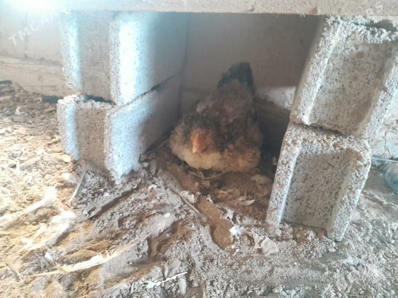 kurk towyk - Мары - img 2