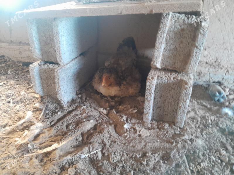 kurk towyk - Мары - img 1