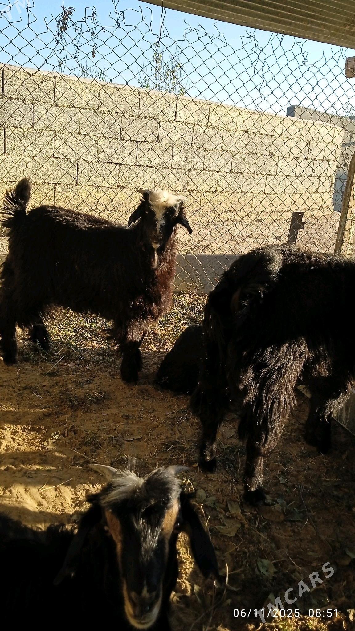 geçi - Бузмеин - img 1