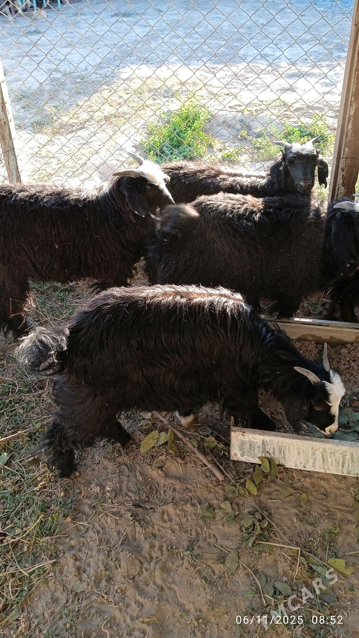 geçi - Бузмеин - img 2