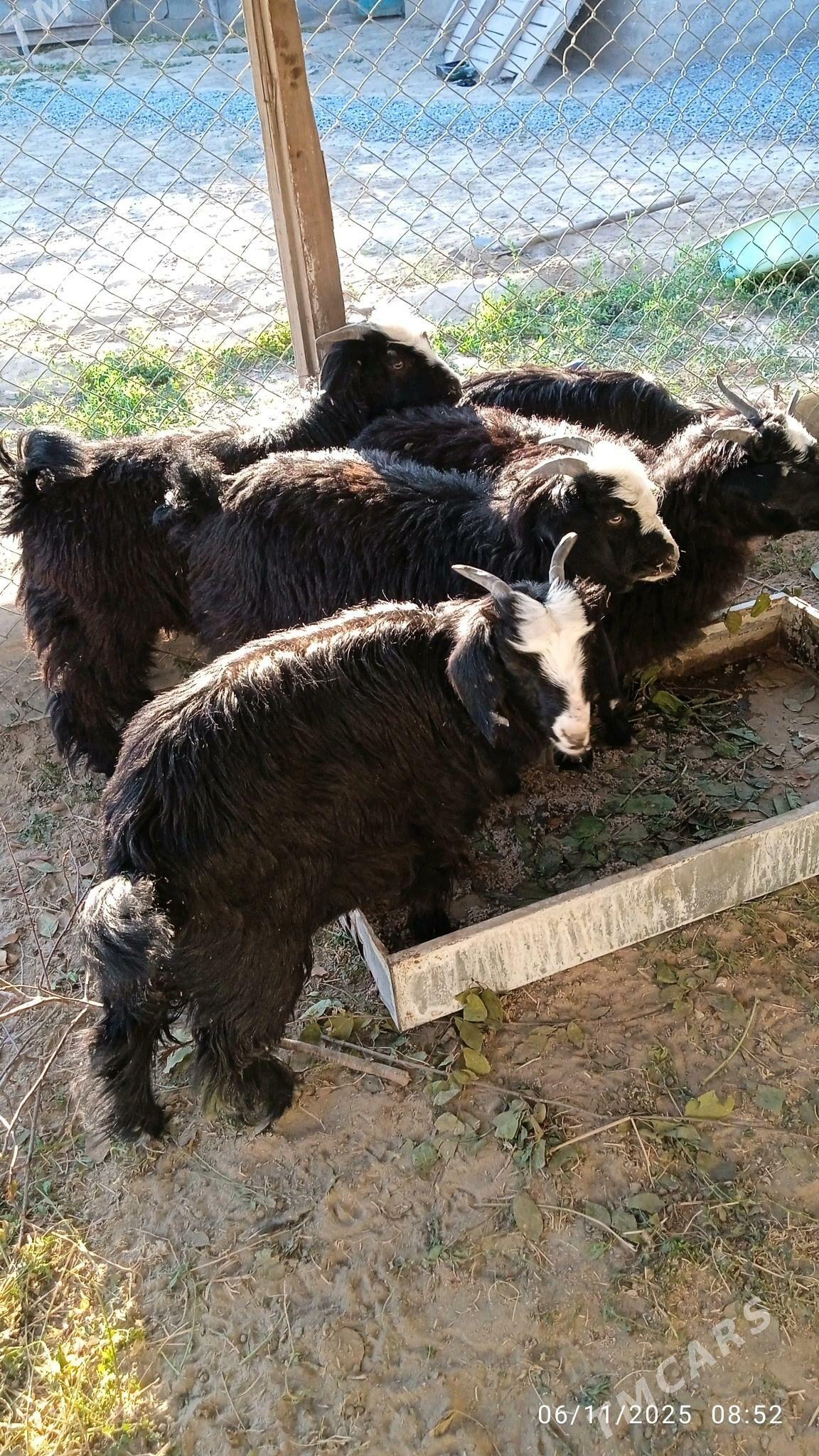 geçi - Бузмеин - img 3