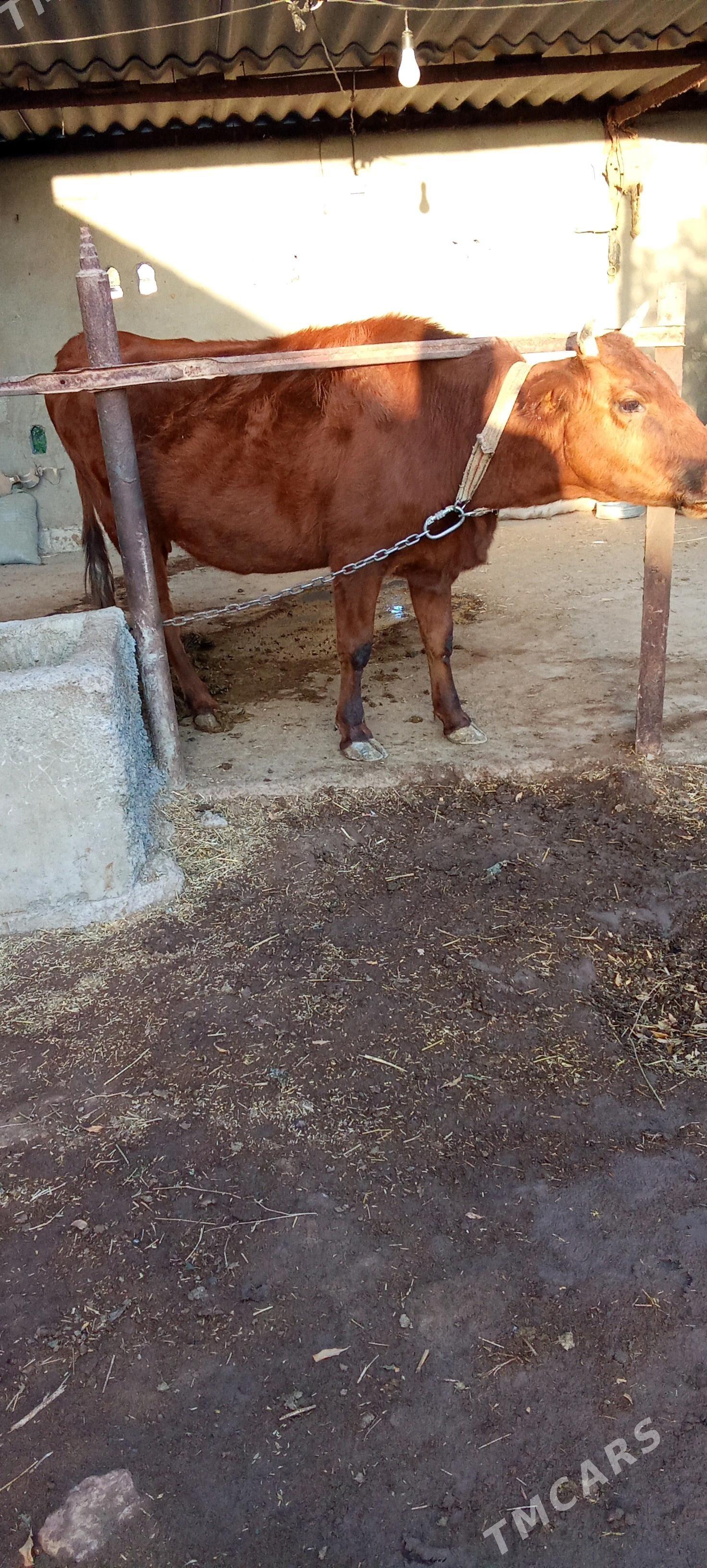 sygyr - Babadaýhan - img 1