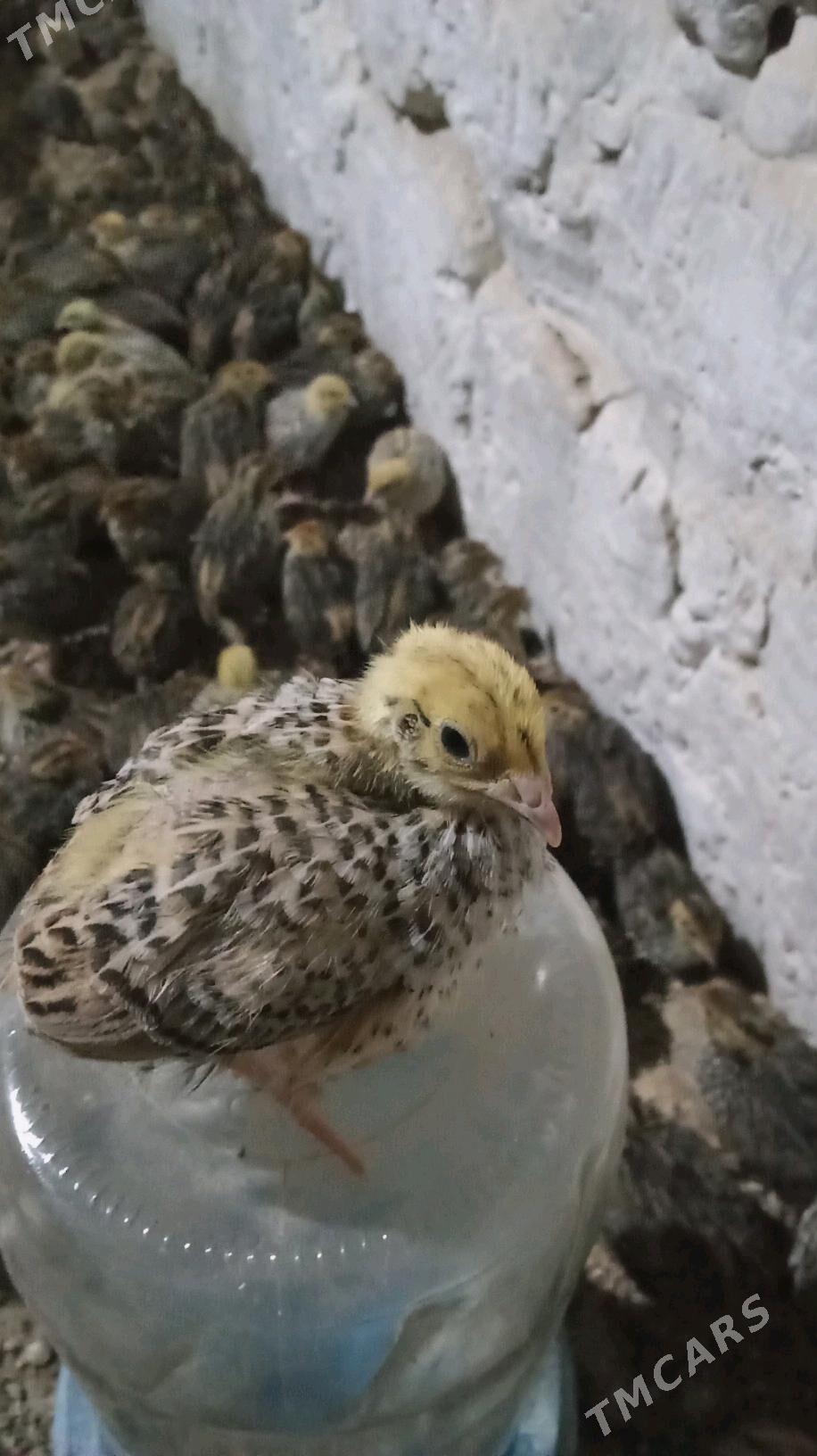 Bedene jüje - Bedew - img 2