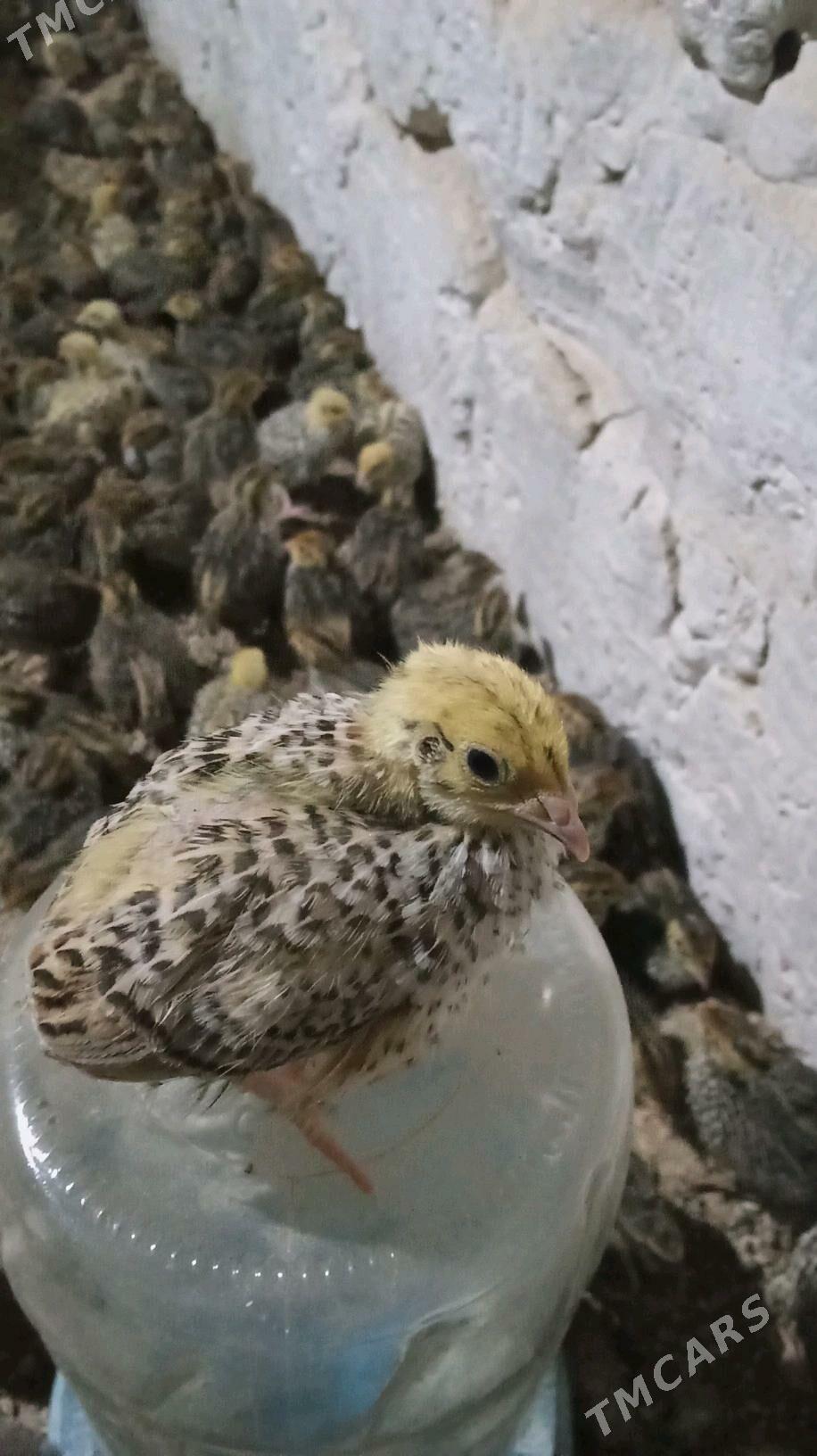 Bedene jüje - Bedew - img 1