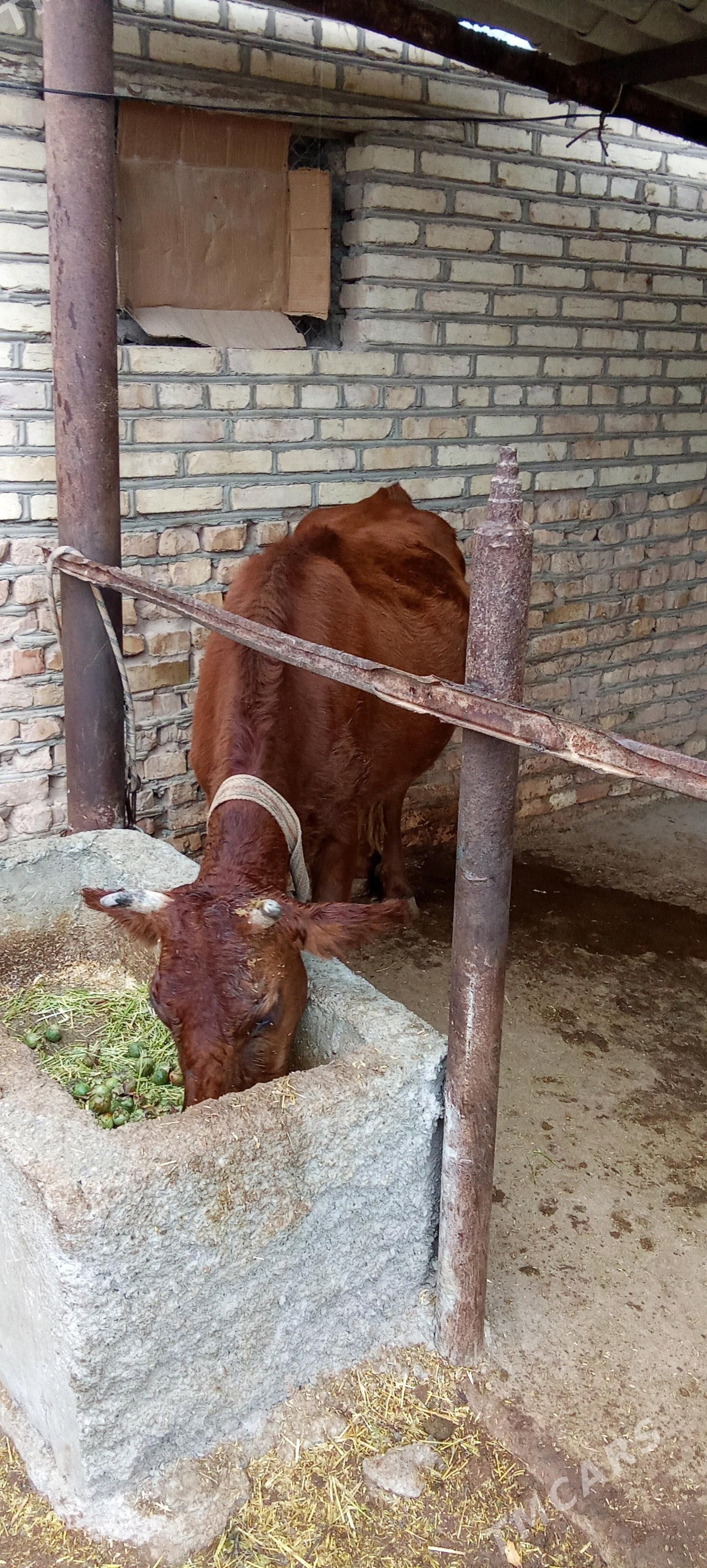 sygyr - Babadaýhan - img 2