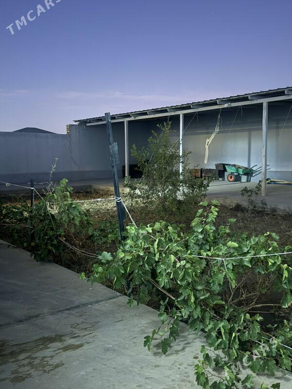 jay жай - Daşoguz - img 5