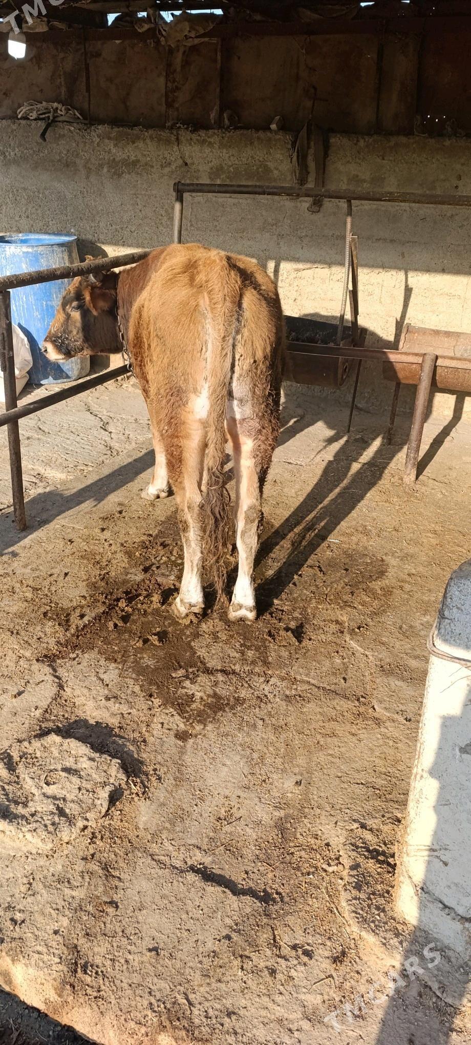 öküz - Бахарден - img 3