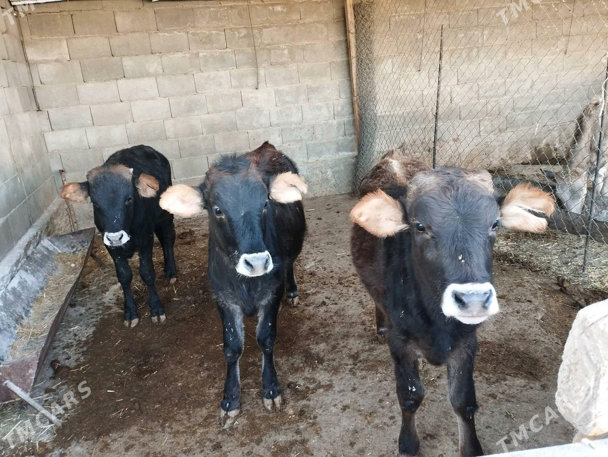 Goleli sygyr okuzce - Etrek - img 1