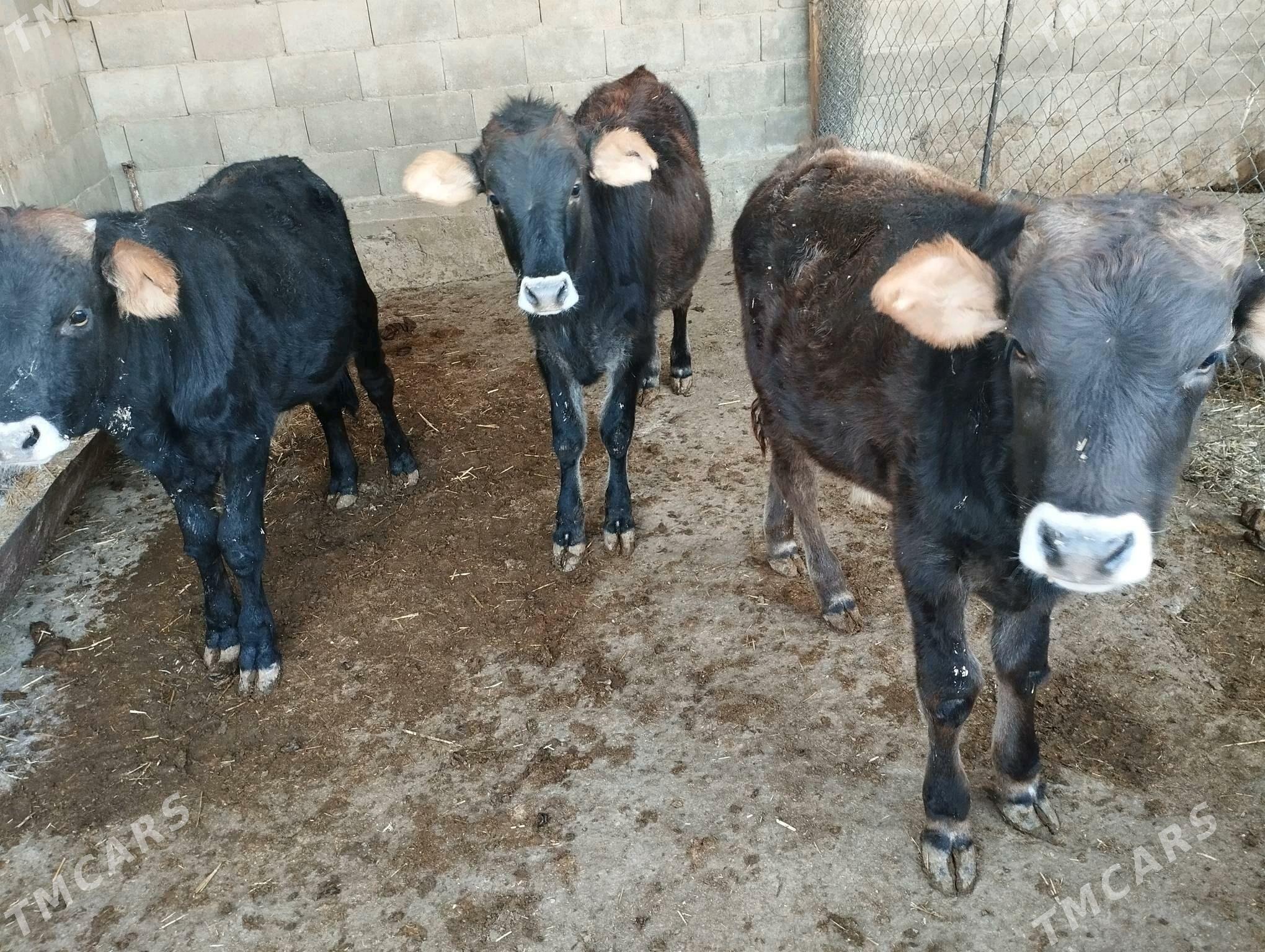 Goleli sygyr okuzce - Etrek - img 2