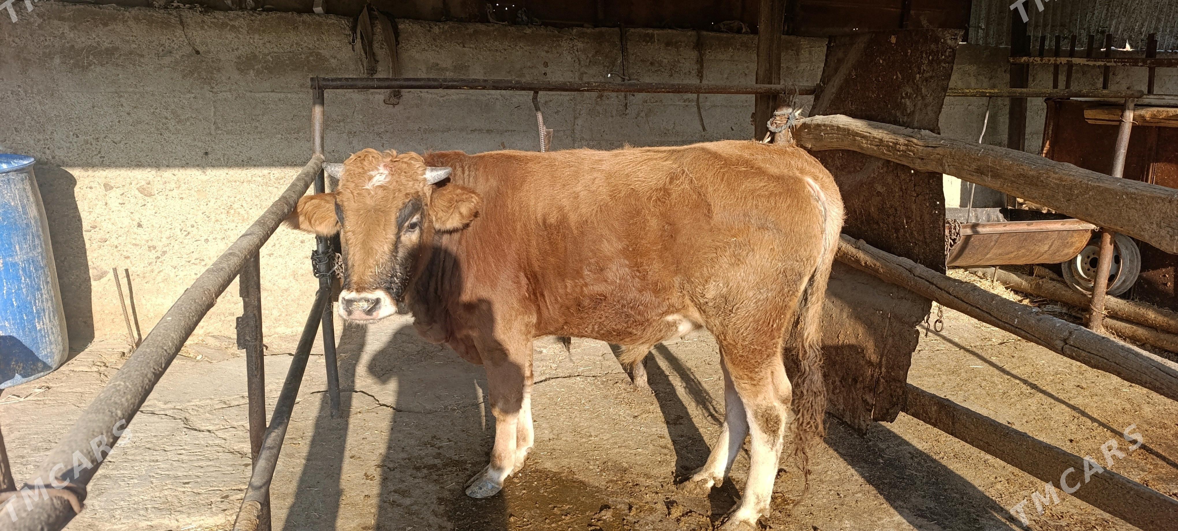 öküz - Бахарден - img 2