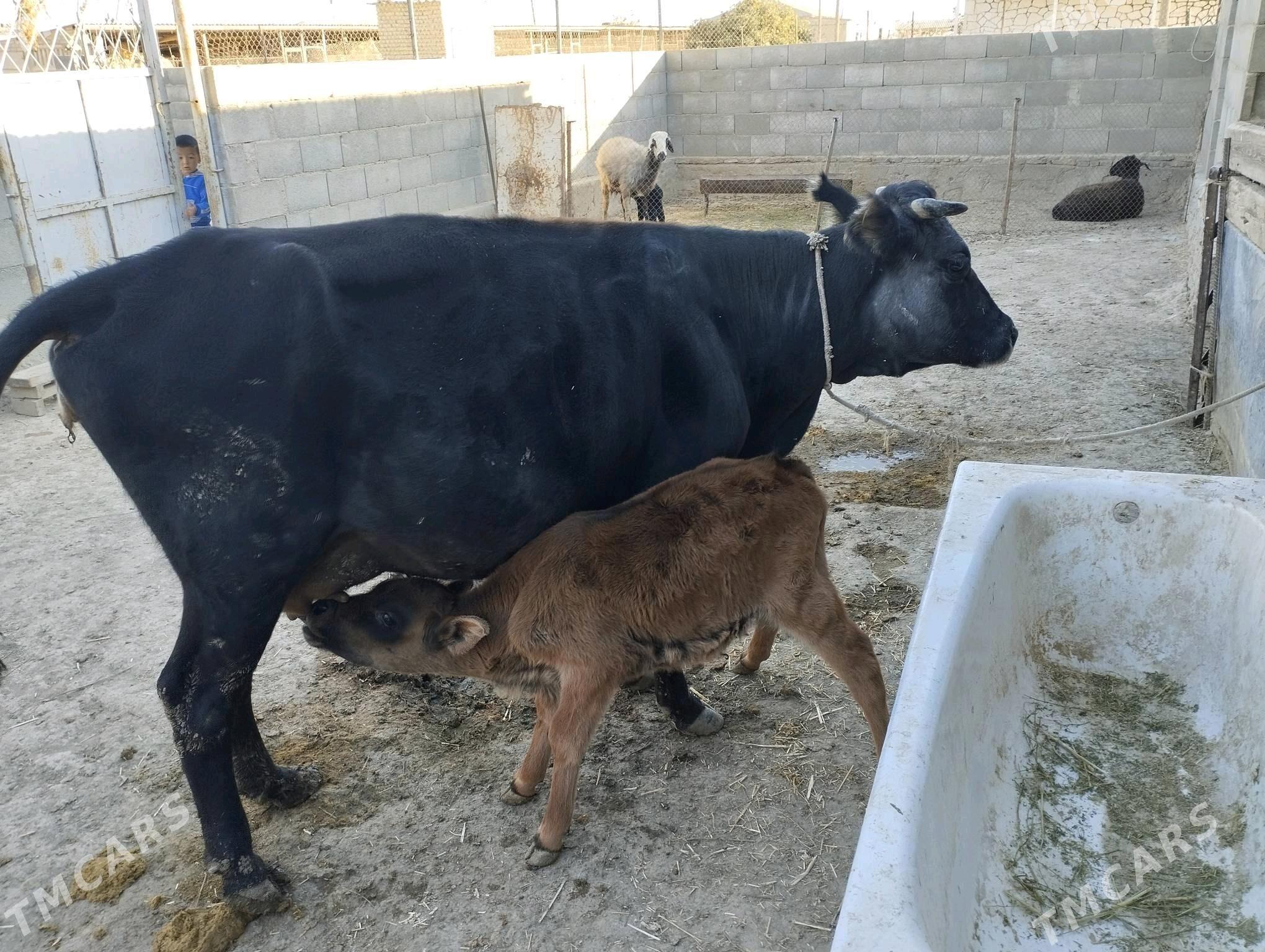 Goleli sygyr okuzce - Etrek - img 7