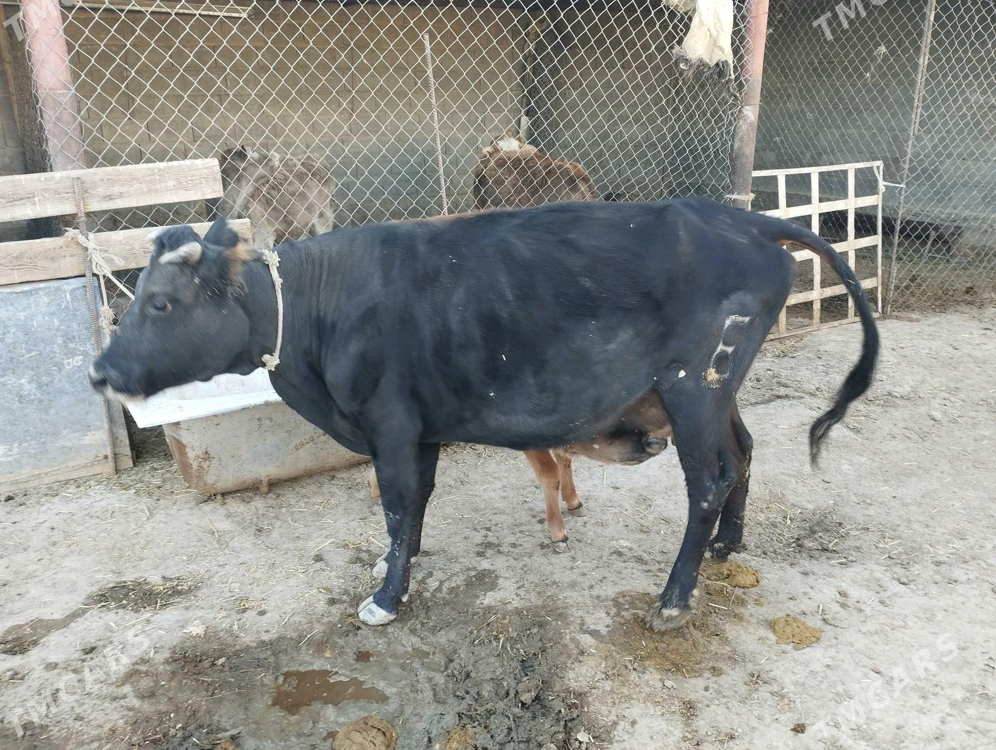 Goleli sygyr okuzce - Etrek - img 6