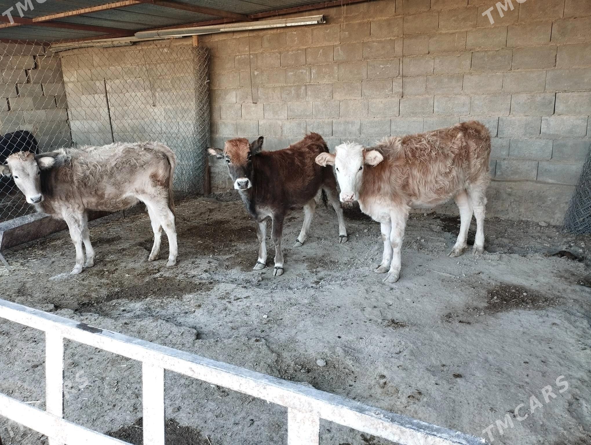 Goleli sygyr okuzce - Etrek - img 3