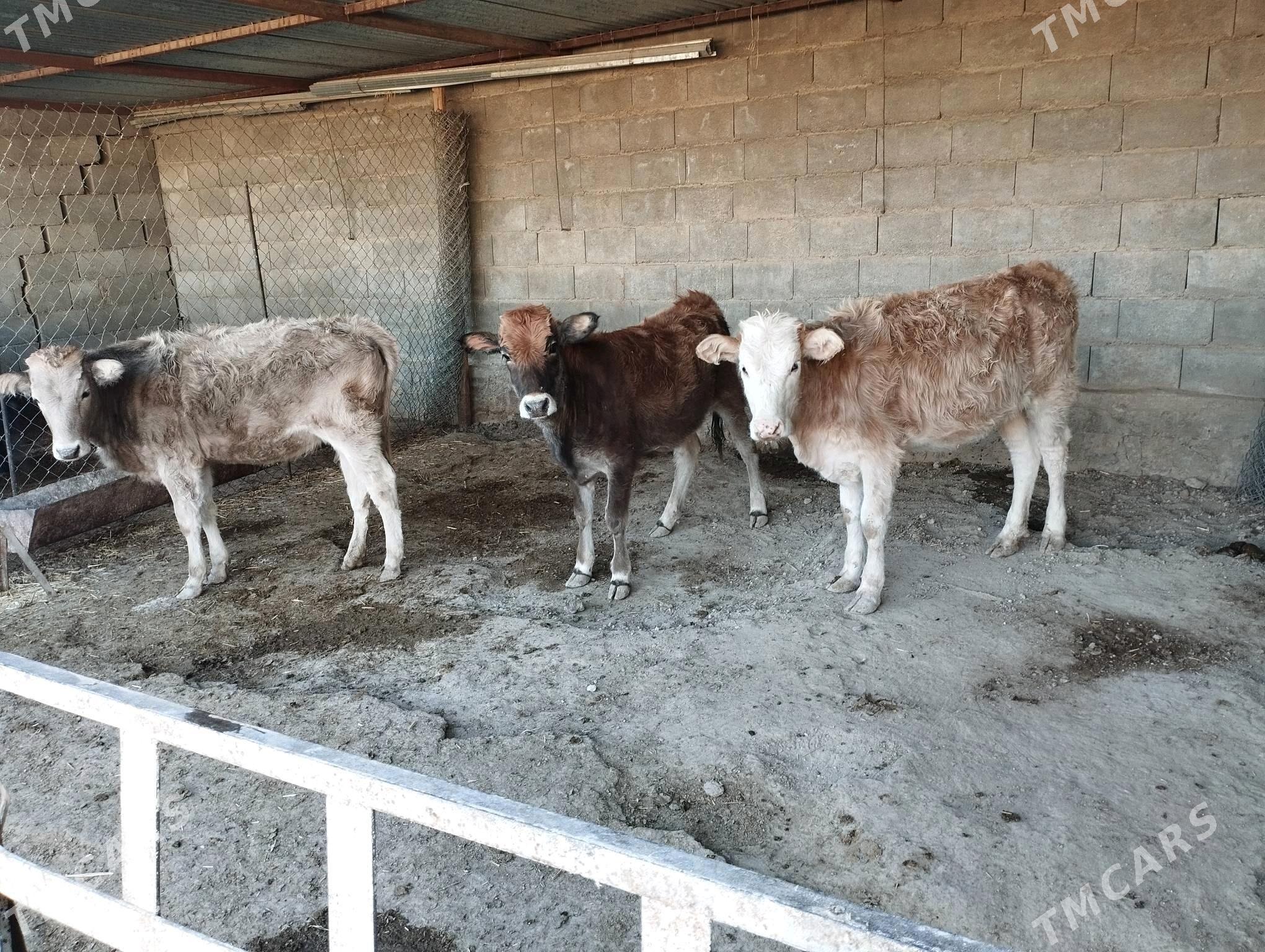 Goleli sygyr okuzce - Etrek - img 4