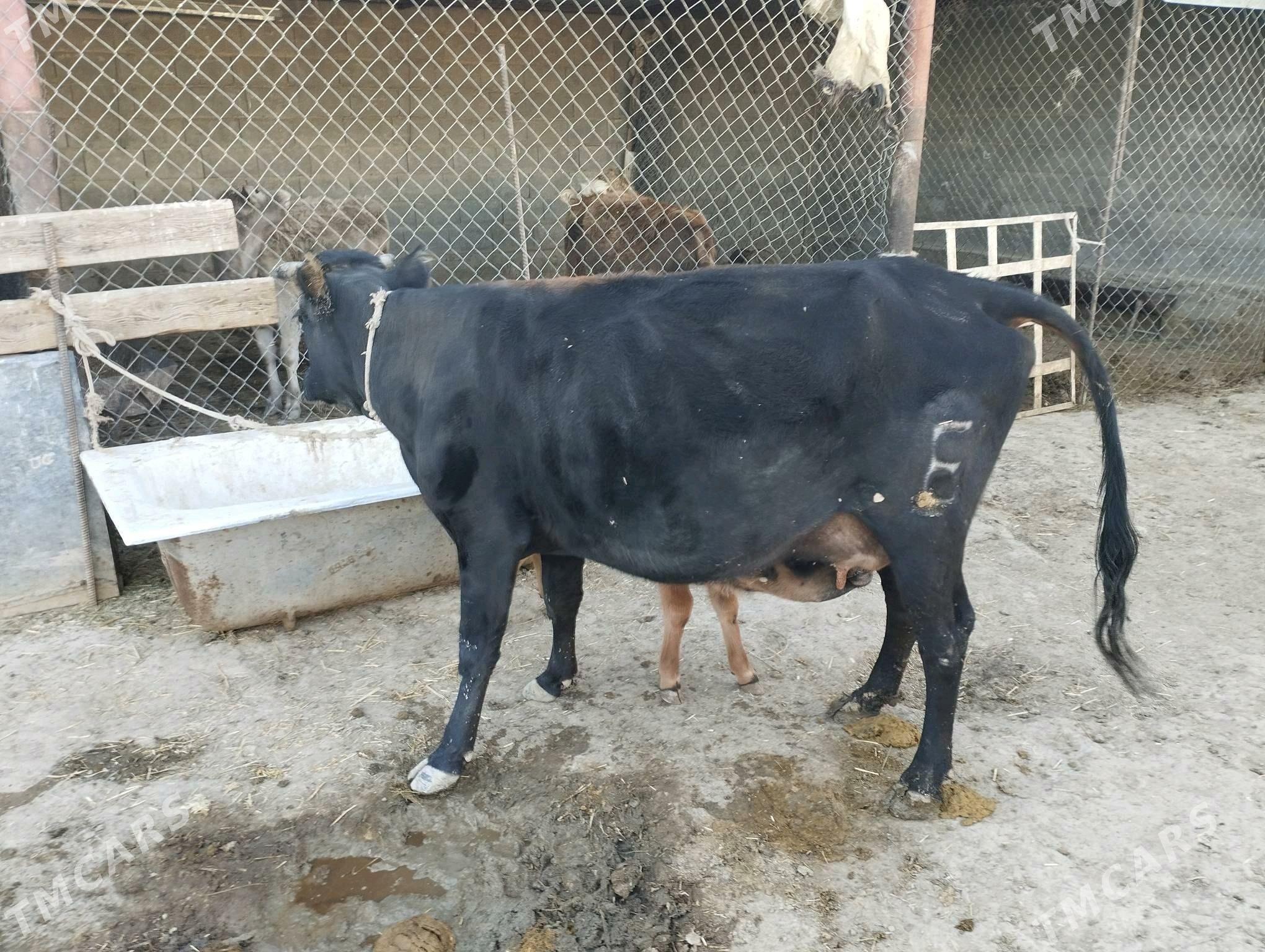 Goleli sygyr okuzce - Etrek - img 5