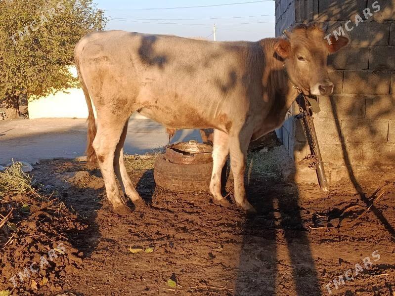 uly okuz - Ашхабад - img 2