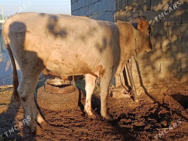 uly okuz - Ашхабад - img 1