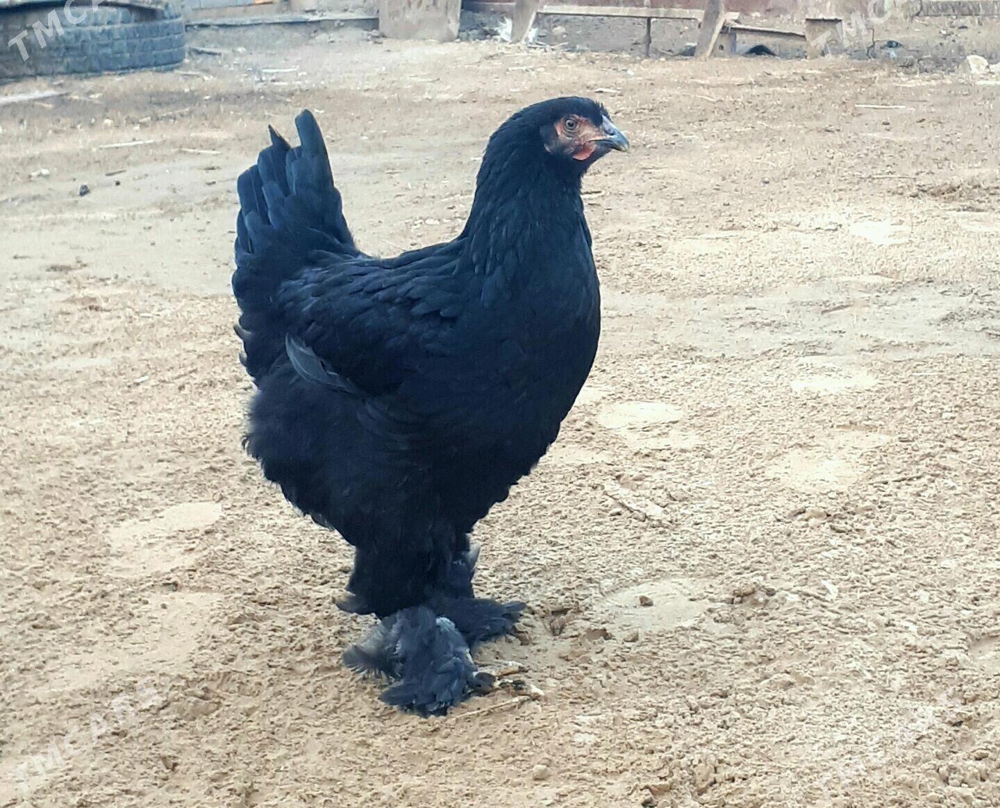 arginal brama nuje - Сакарчага - img 2