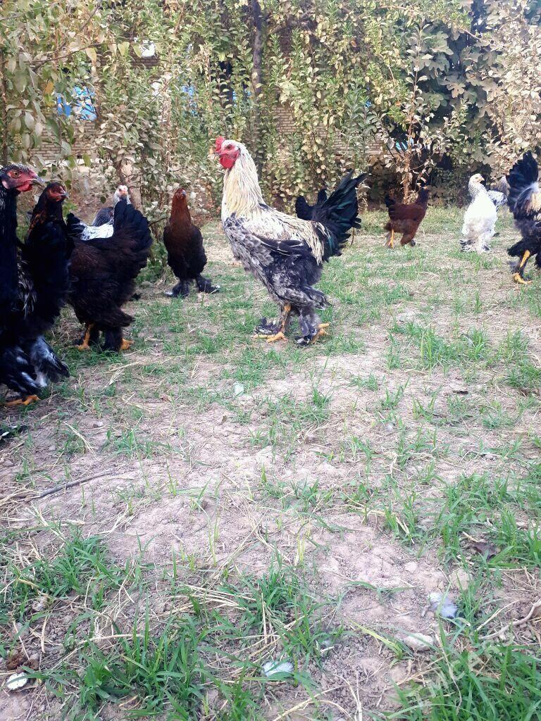 arginal brama nuje - Сакарчага - img 1