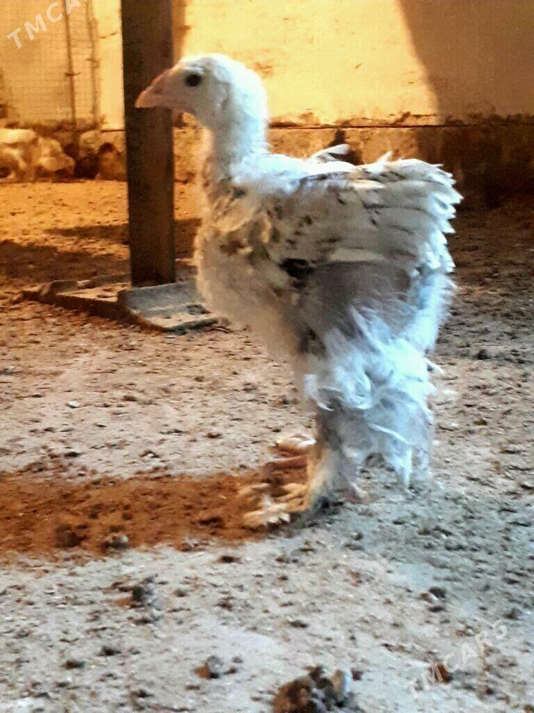 arginal brama nuje - Сакарчага - img 5