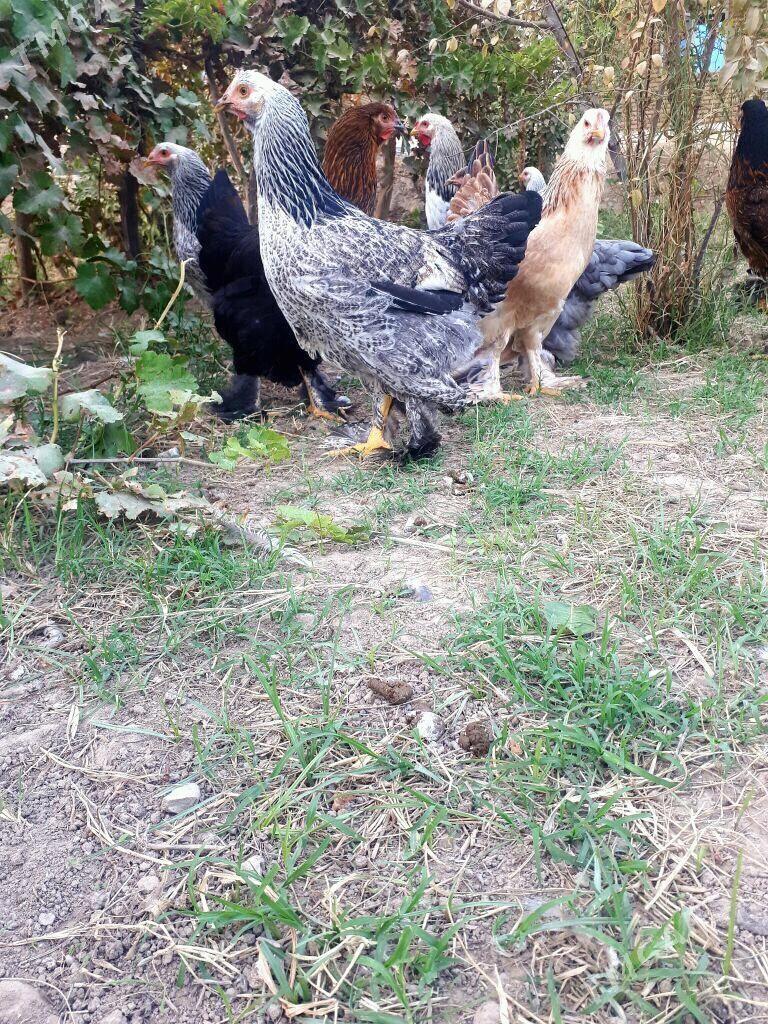 arginal brama nuje - Сакарчага - img 3