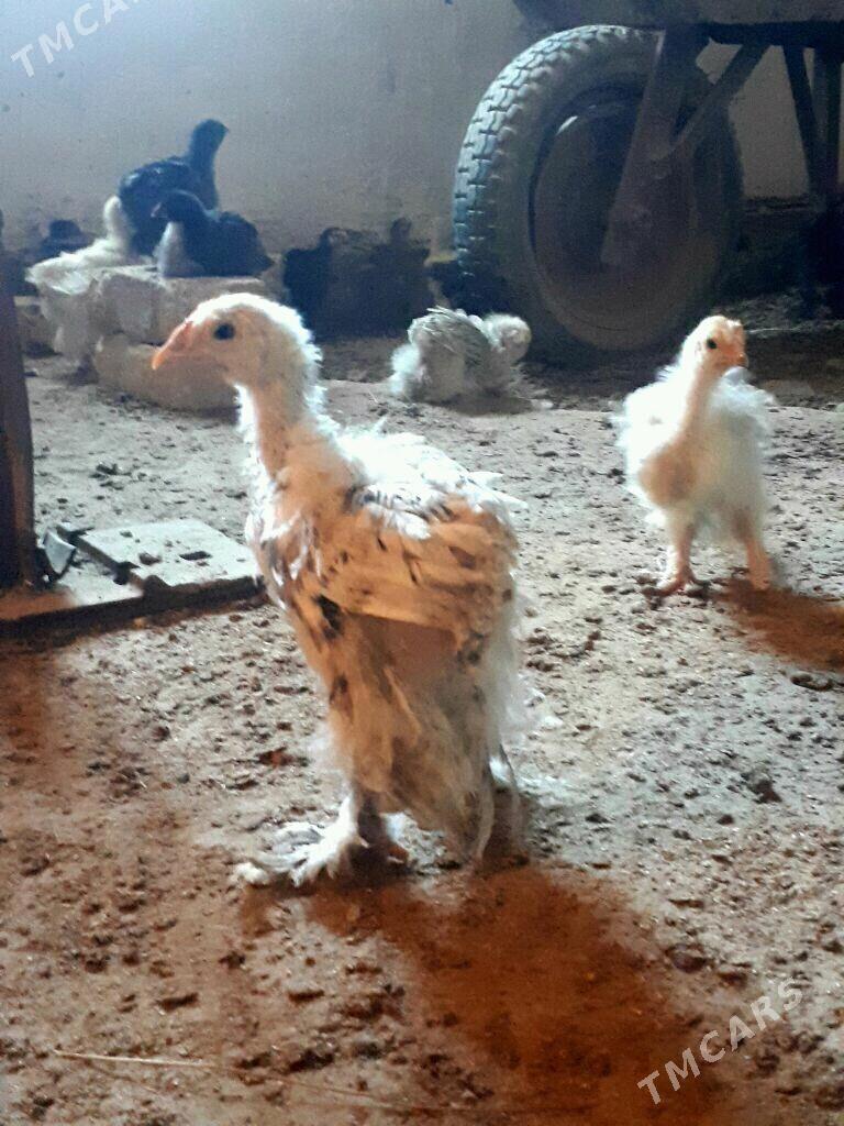 arginal brama nuje - Сакарчага - img 6