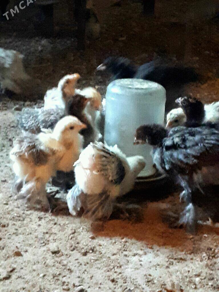 arginal brama nuje - Сакарчага - img 4