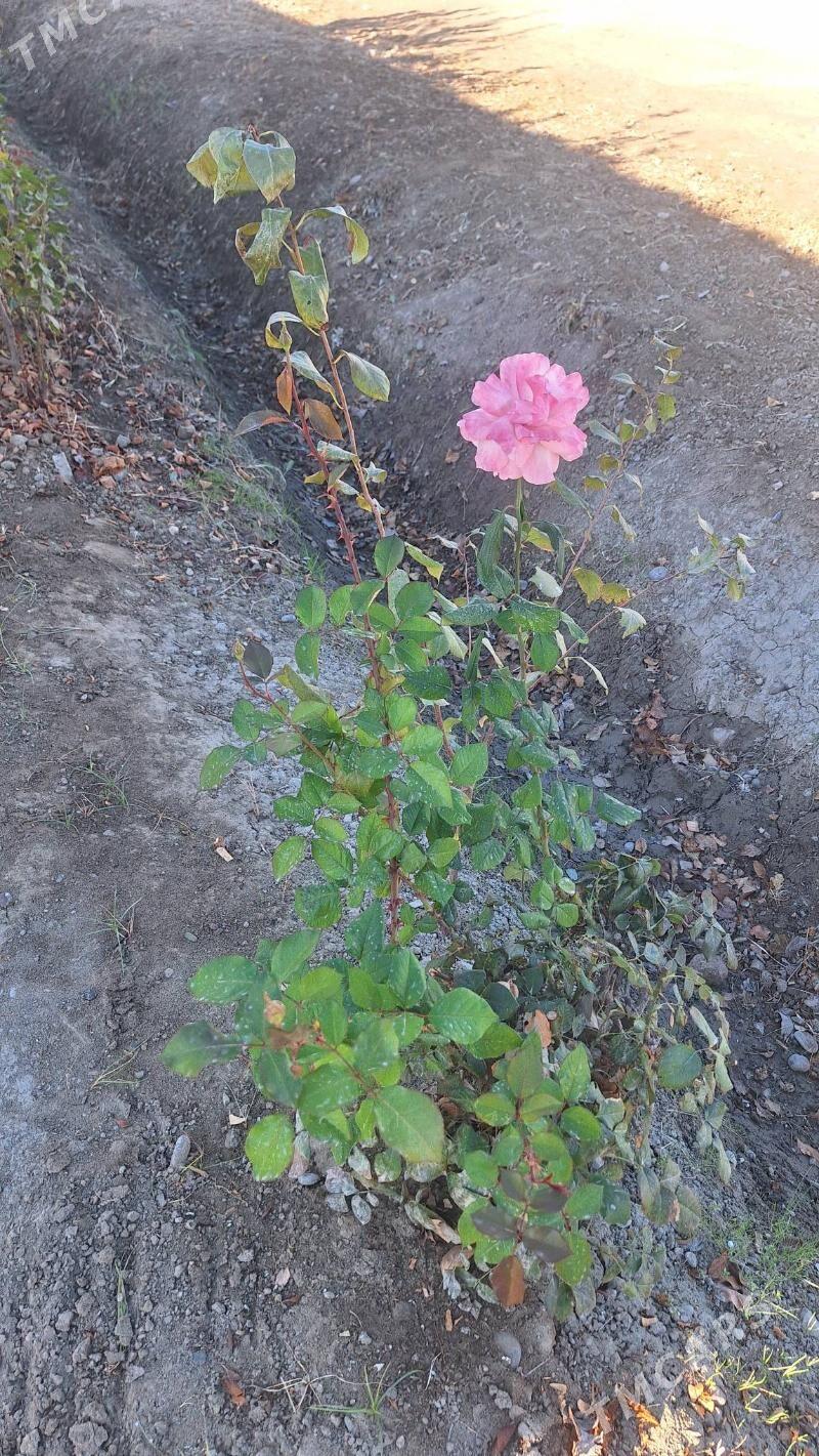 ROZA GÜLLER - Мары - img 1