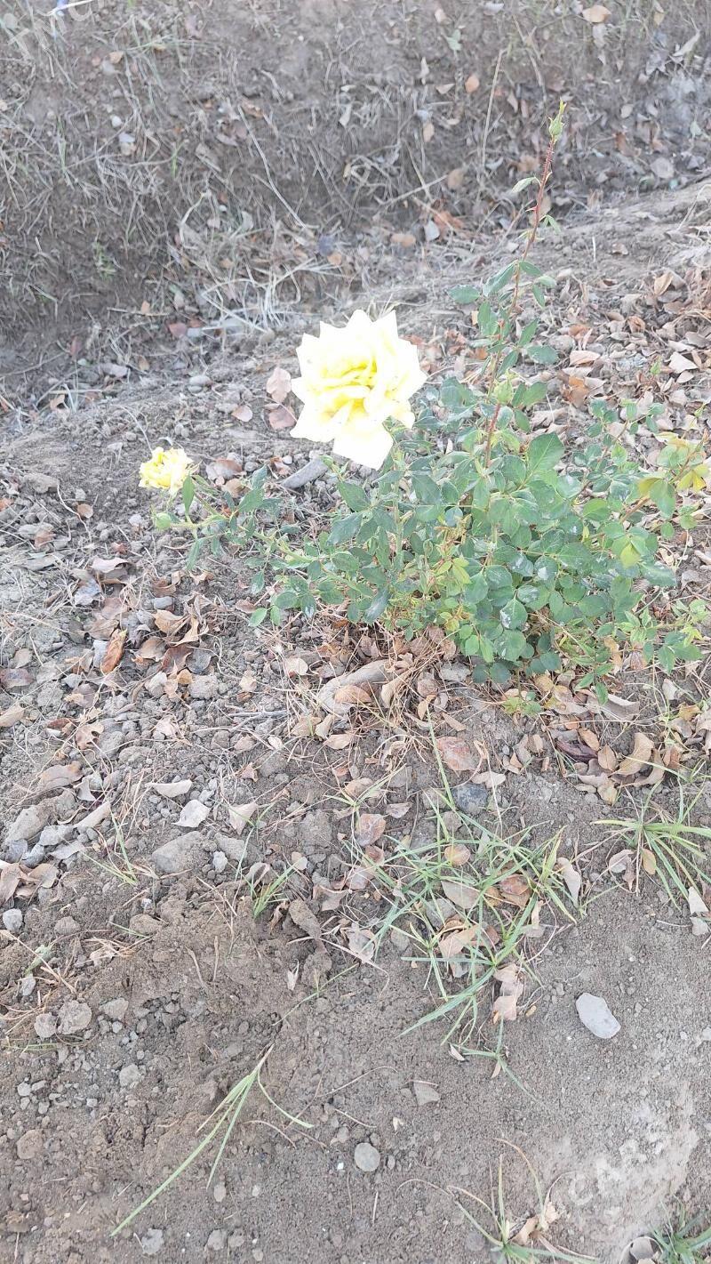 ROZA GÜLLER - Мары - img 2