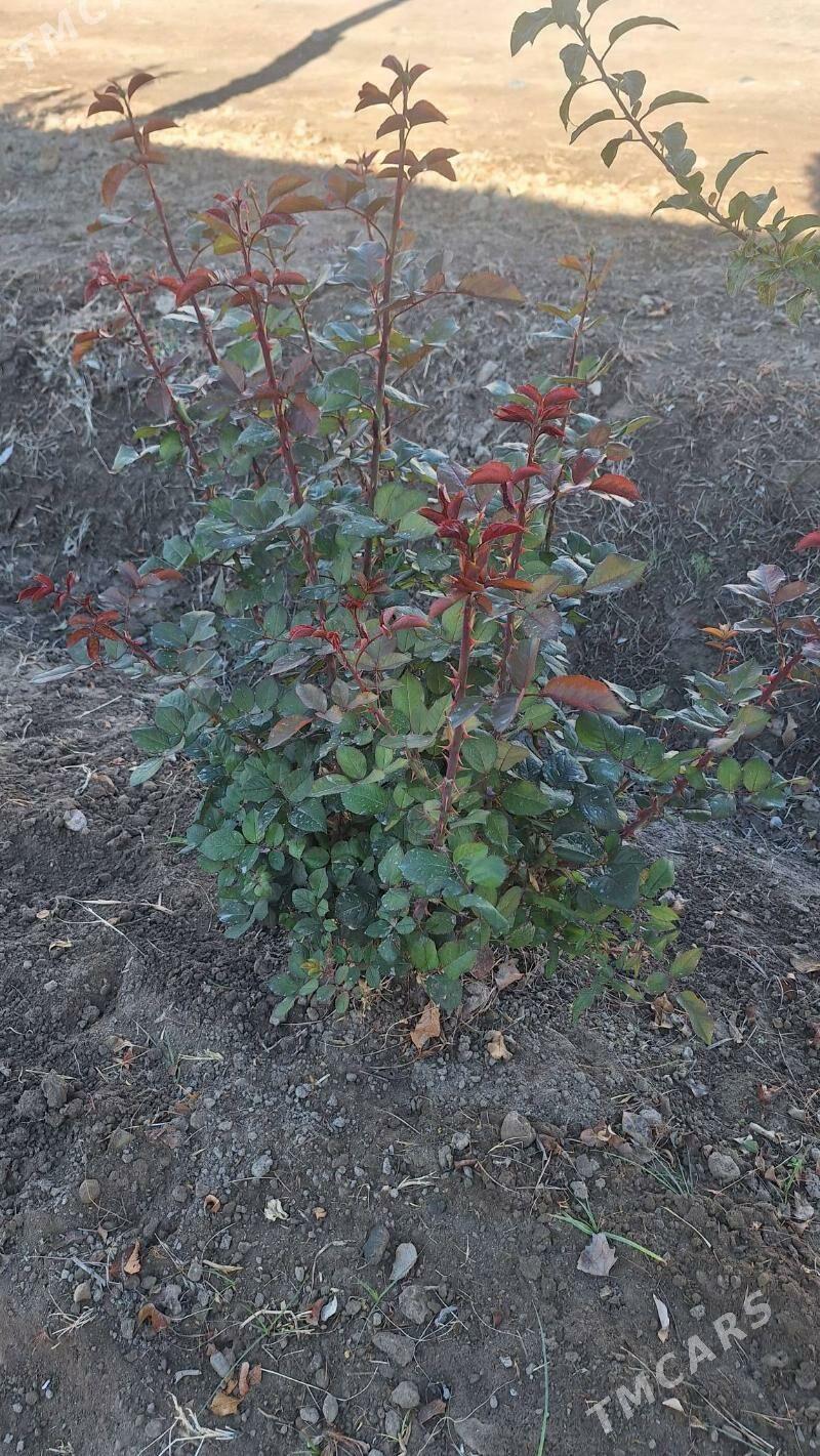 ROZA GÜLLER - Мары - img 3