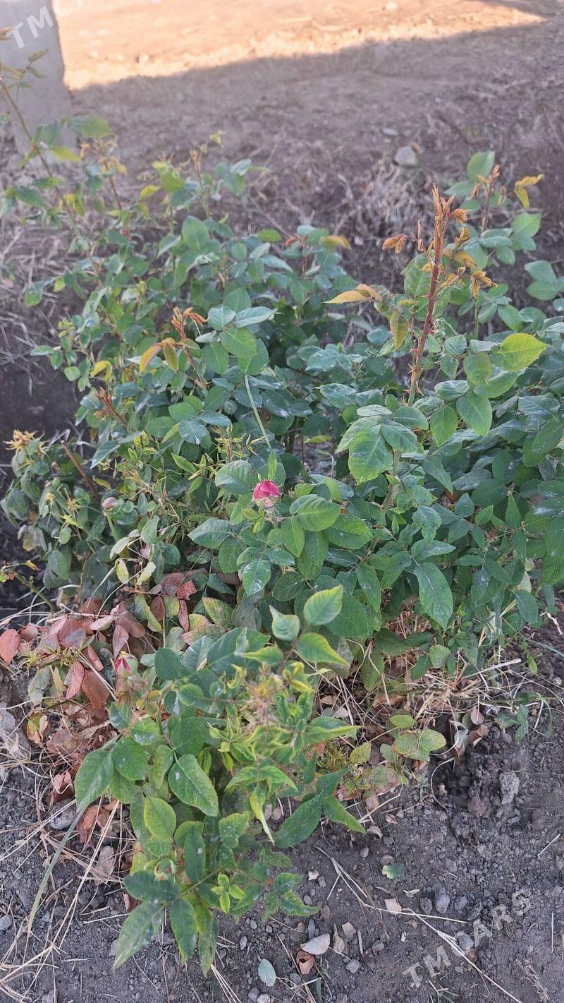 ROZA GÜLLER - Мары - img 4