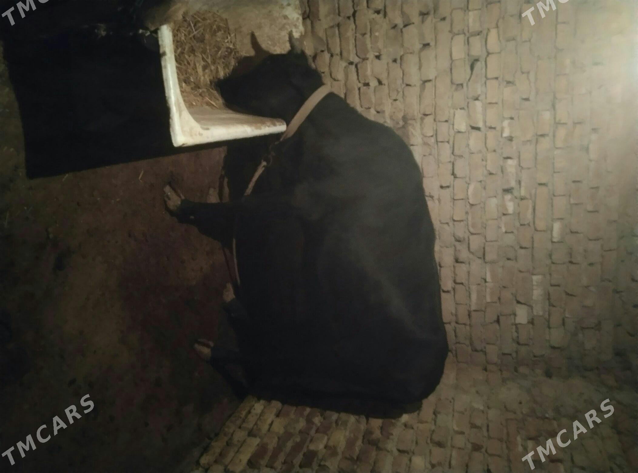 gulajyn - Mary - img 1