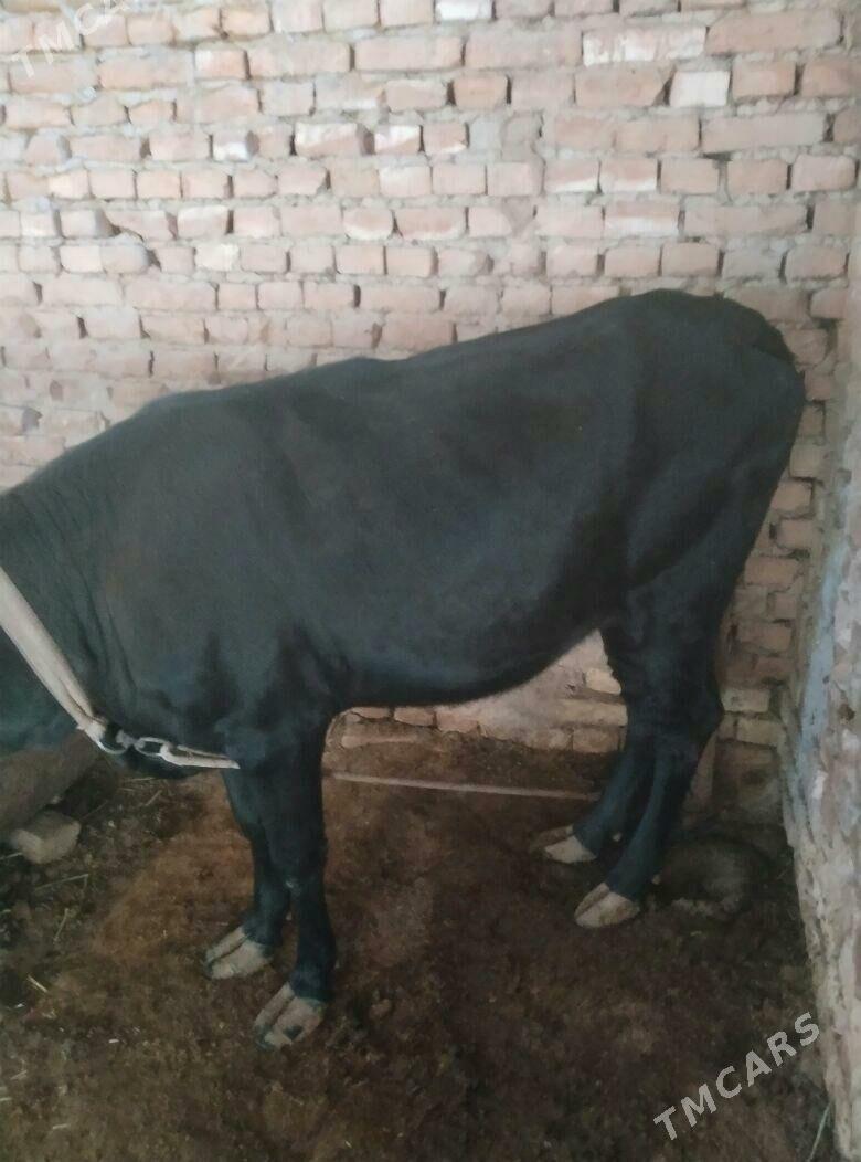 gulajyn - Mary - img 2