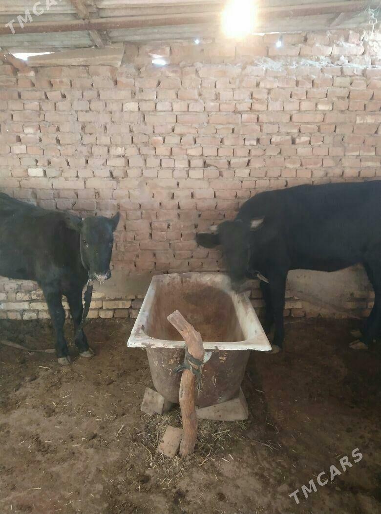 gulajyn - Mary - img 4