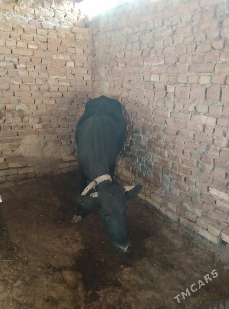 gulajyn - Mary - img 5