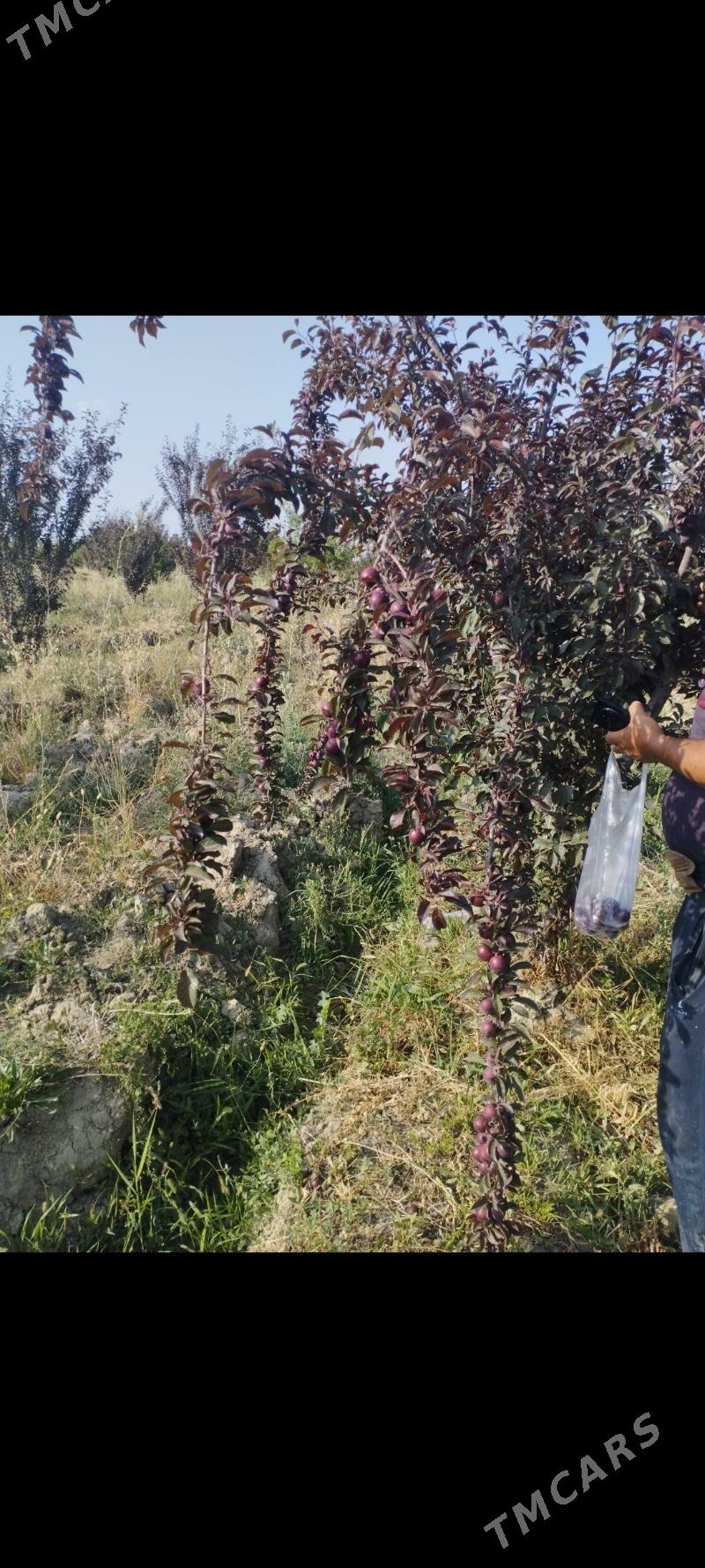 Ekin yer yangala obasy - Гёкдепе - img 5
