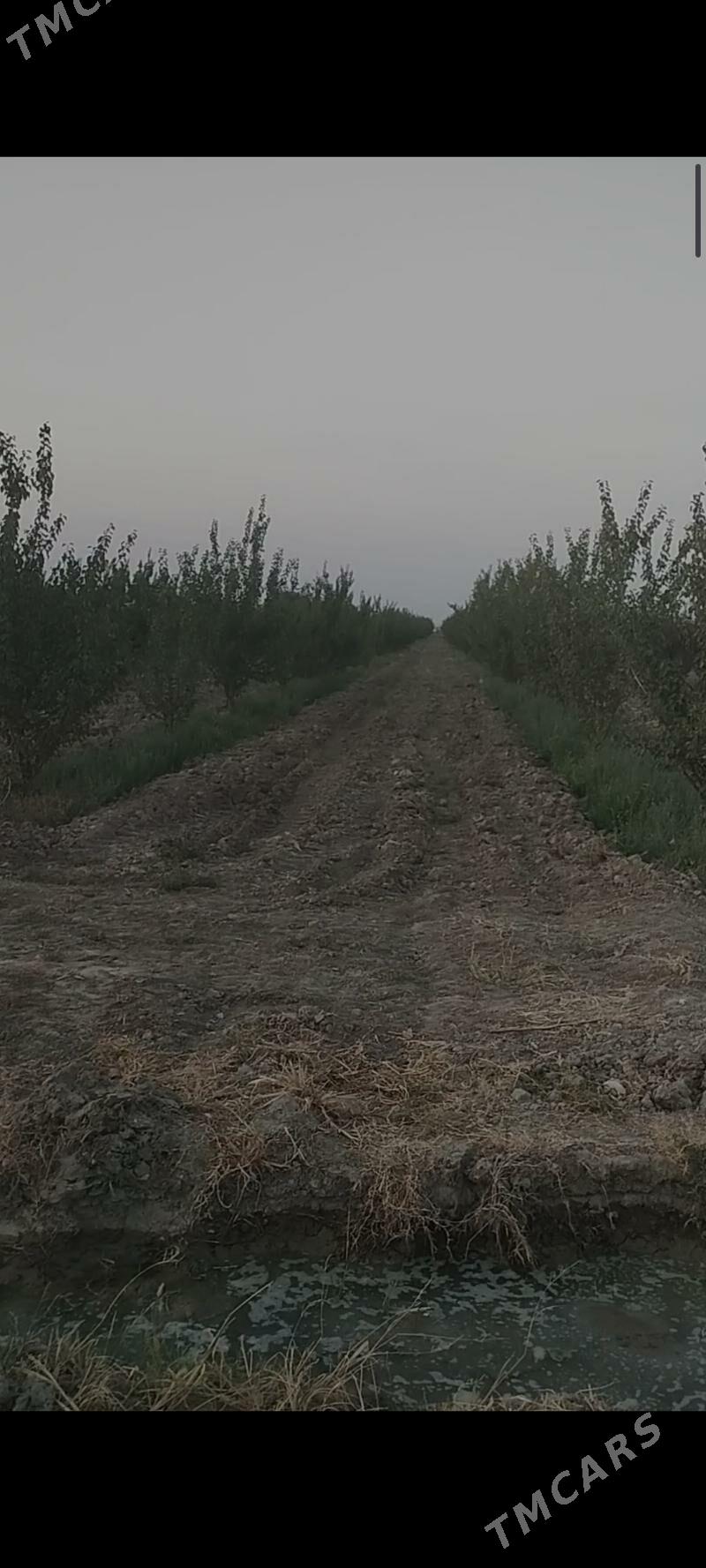 Ekin yer yangala obasy - Гёкдепе - img 4