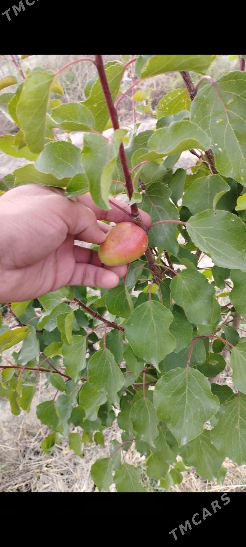 Ekin yer yangala obasy - Гёкдепе - img 6