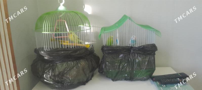 Попугаи - Howdan "W" - img 2